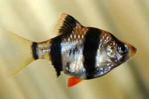 Puntius punjabensis