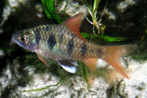 Puntius sahyadriensis