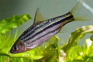 Puntius trifasciatus