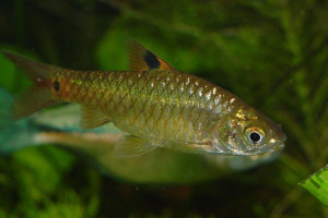 Puntius vittatus