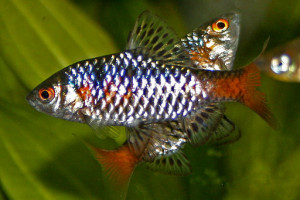 Qianlabeo striatus