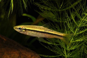 Rasbora daniconius