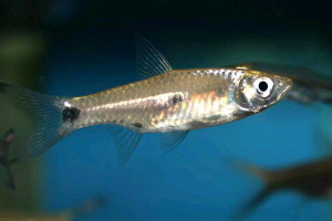 Rasbora elegans