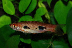 Rasbora kalochroma