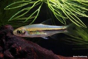 Rasbora paucisqualis