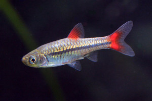 Rasbora rubrodorsalis