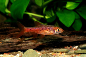 Rasbora vulcanus