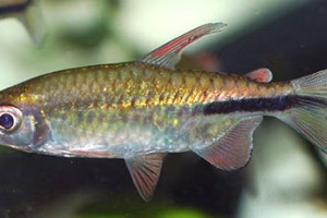 Rhabdalestes maunensis