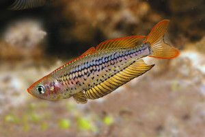 Rhadinocentrus ornatus