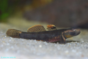 Rhinogobius duospilus