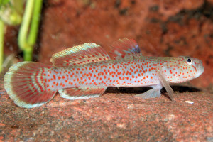 Rhinogobius rubromaculatus