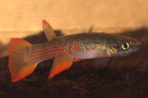 Rivulus rectocaudatus