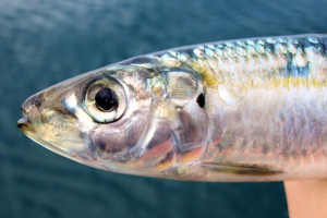 Sardinella aurita