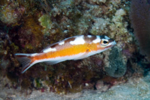 Serranus tabacarius