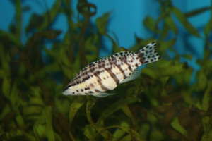 Serranus tigrinus