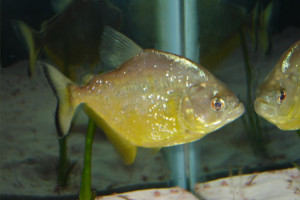 Serrasalmus maculatus