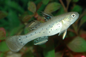 Stigmatogobius sadanundio