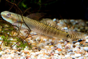 Stiphodon elegans