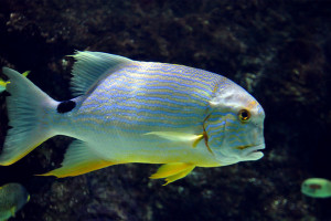 Symphorichthys spilurus