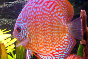 Symphysodon discus