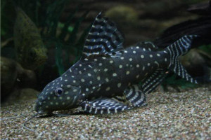 Synodontis angelicus