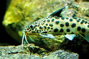 Synodontis arnoulti