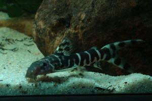 Synodontis brichardi