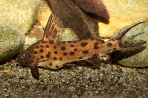 Synodontis camelopardalis