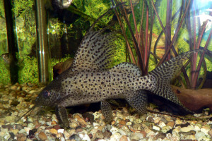 Synodontis euptera