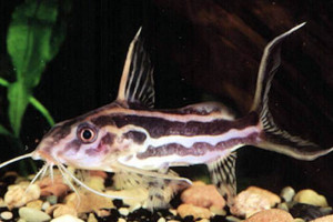 Synodontis flavitaeniata