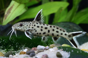 Synodontis lucipinnis