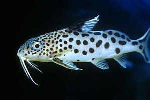 Synodontis multipunctata