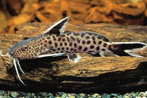 Synodontis petricola