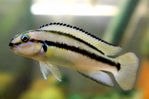 Telmatochromis vittatus