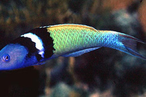 Thalassoma bifasciatum