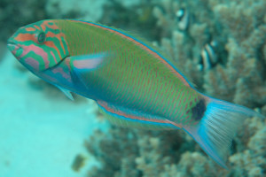 Thalassoma lunare