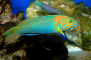 Thalassoma Lutescens