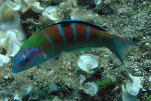 Thalassoma pavo