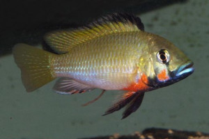 Thoracochromis brauschi