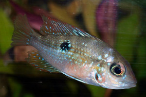 Thorichthys maculipinnis