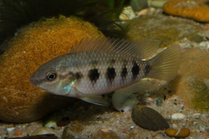 Thysochromis ansorgii