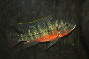 Tilapia zillii