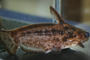 Trachelyichthys exilis