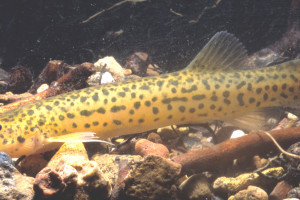 Trichomycterus maracaya