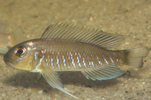 Triglachromis otostigma