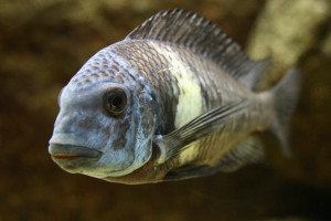 Tropheus duboisi