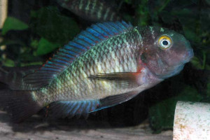 Tropheus kasabae