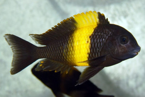 Tropheus moorii