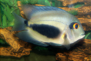 Uaru amphiacanthoides