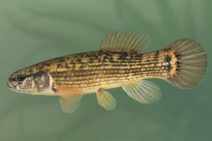 Umbra pygmaea